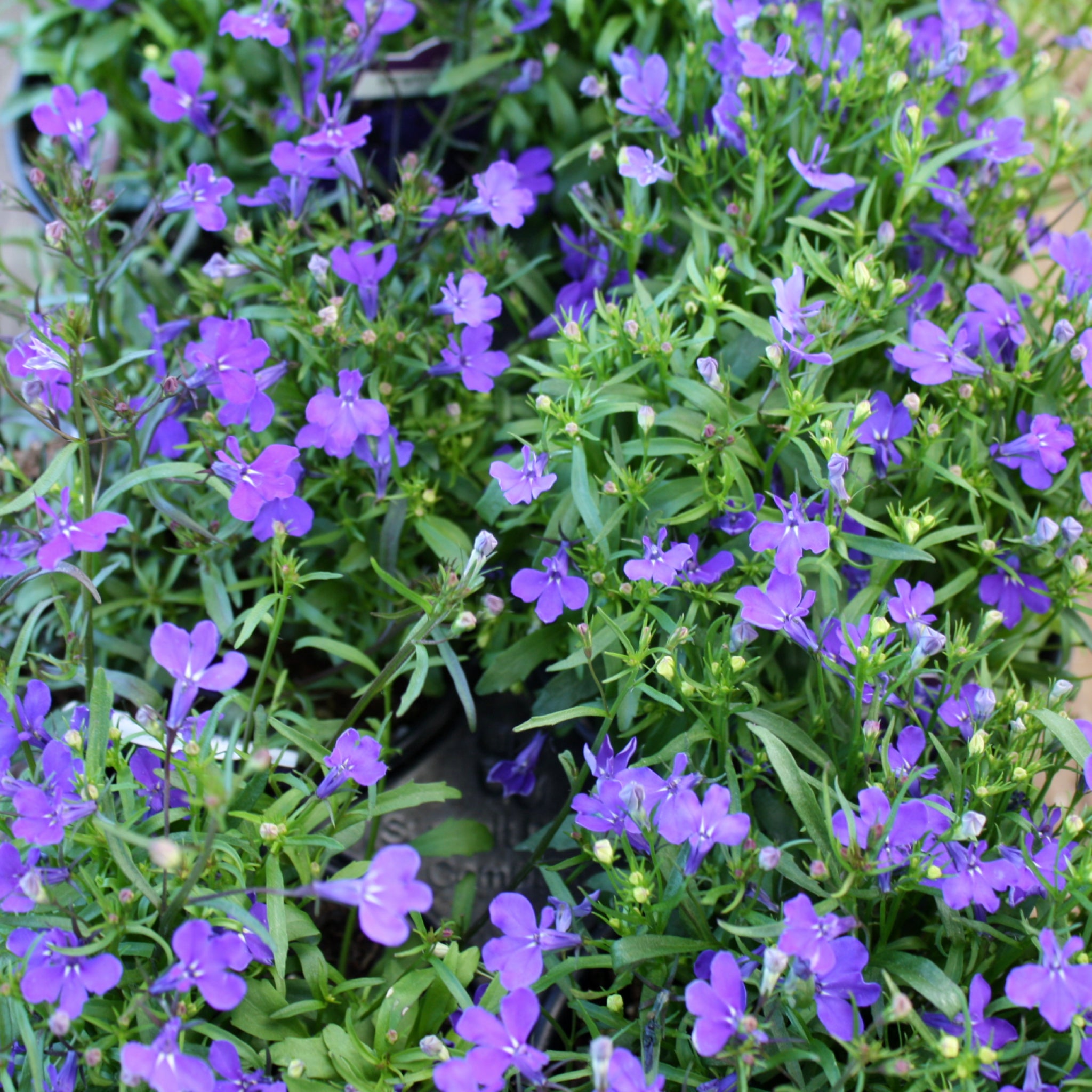 Als-gardencenter 'Riviera Upright Midnight Blue' Lobelia, 1 Quart annual