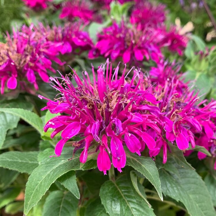 Als-gardencenter 'Balmy Purple' Bee Balm (Monarda), 1 Gallon perennial