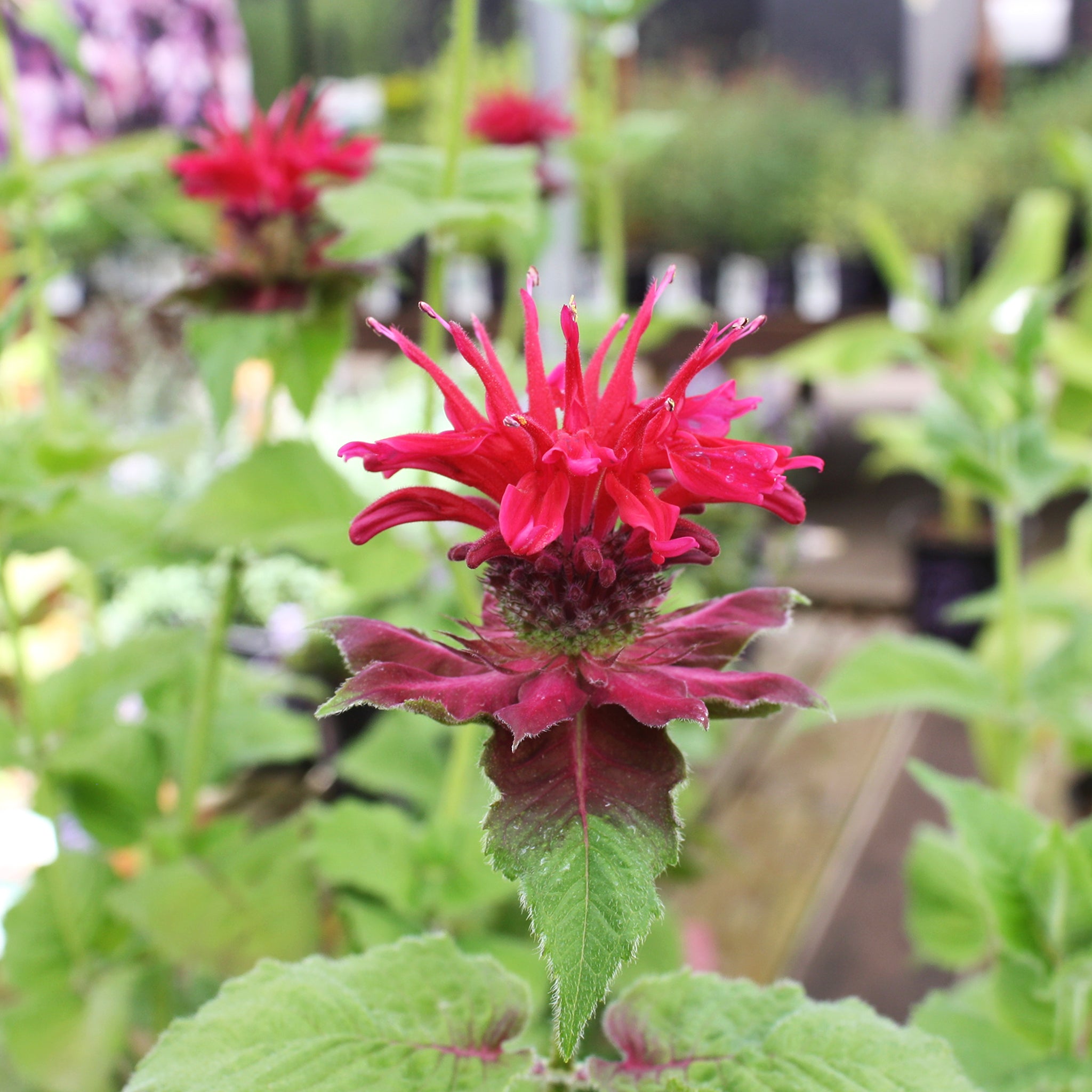 Als-gardencenter 'Fireball' Bee Balm (Monarda), 1 Gallon perennial