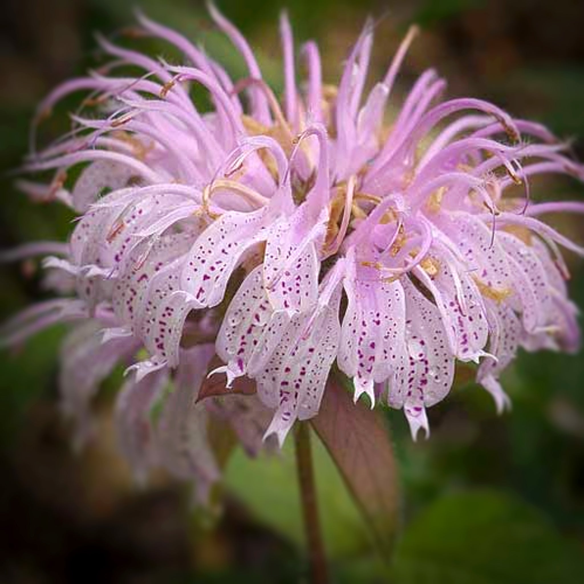 Als-gardencenter 'Midnight Oil' Bee Balm (Monarda), 1 Gallon perennial