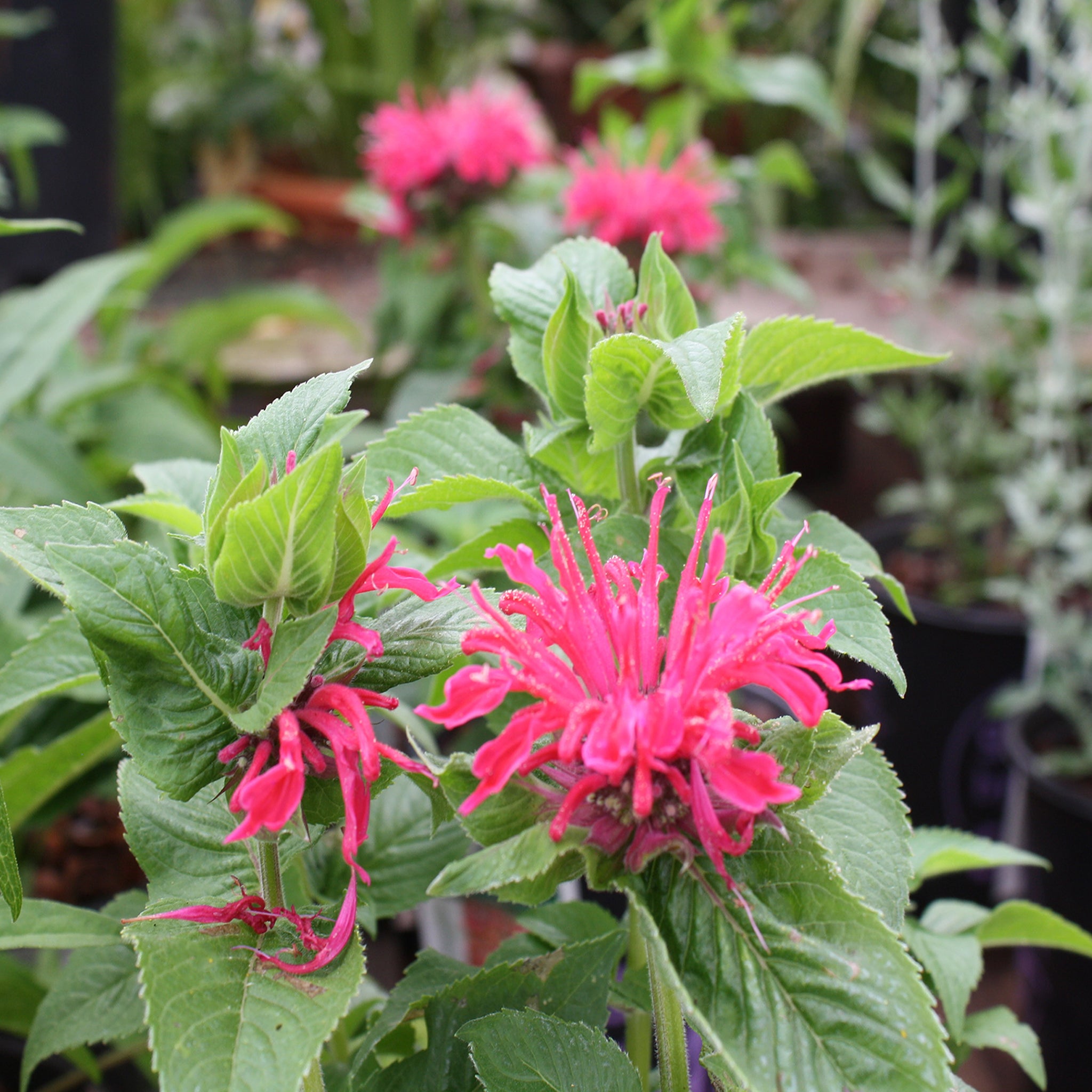 Als-gardencenter 'Pocahontas Red Rose' Bee Balm (Monarda), 1 Gallon perennial
