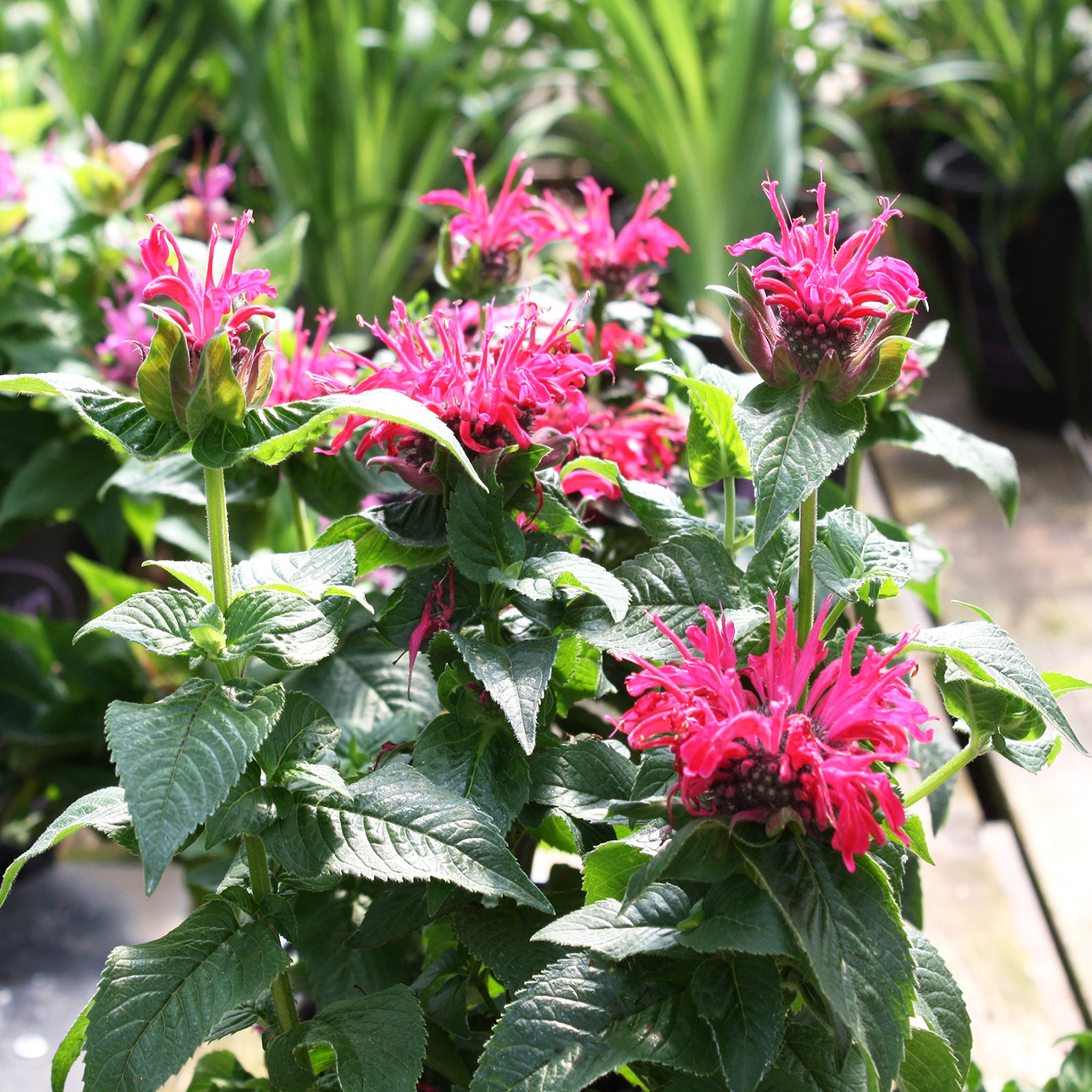 Als-gardencenter 'Pocahontas Red Rose' Bee Balm (Monarda), 1 Gallon perennial