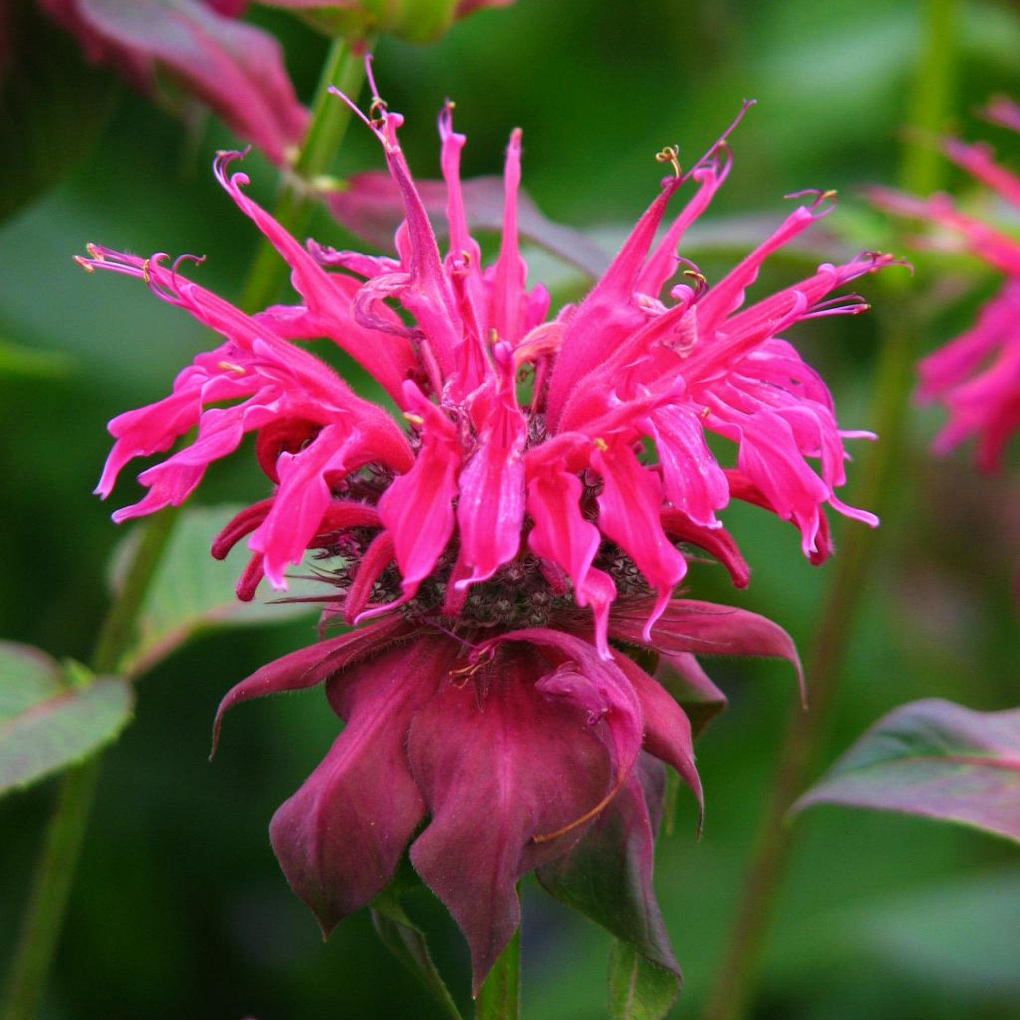 Als-gardencenter 'Sugar Buzz Cherry Pops' Bee Balm (Monarda), 1 Gallon perennial