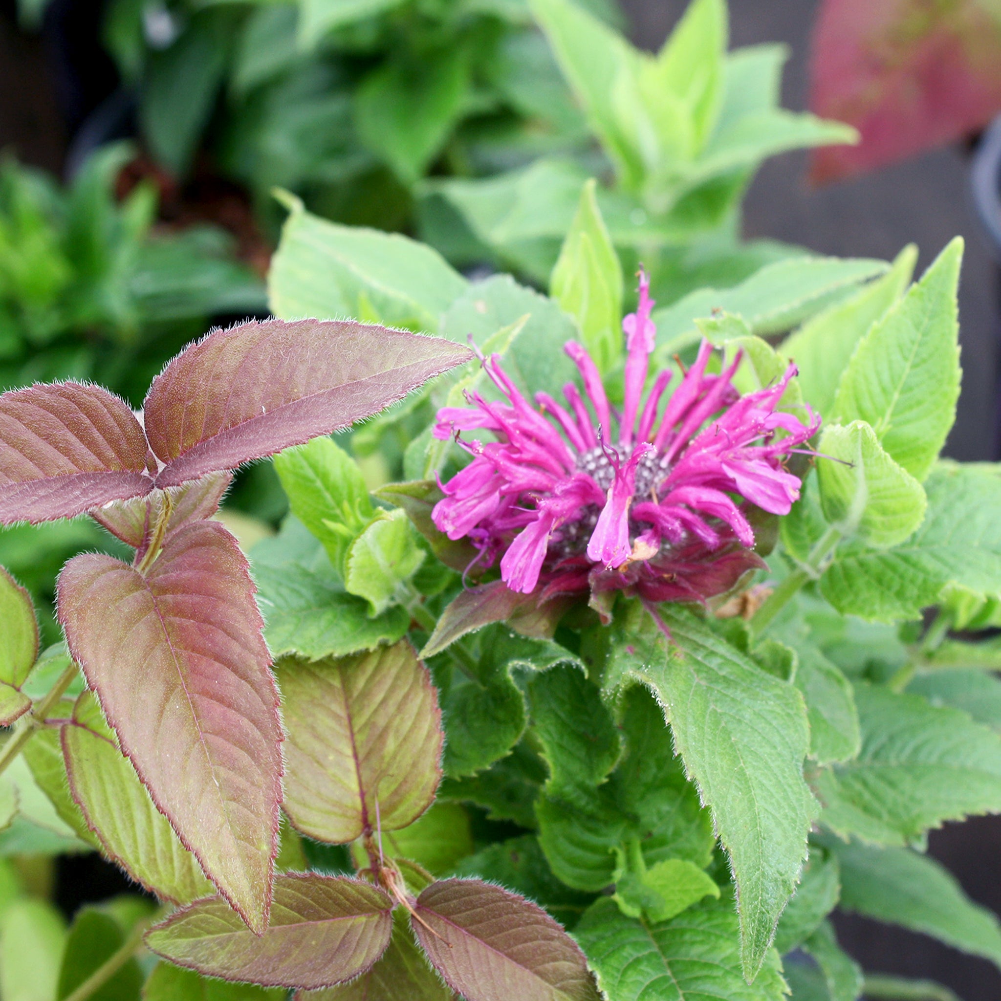 Als-gardencenter 'Pocahontas Deep Purple' Bee Balm (Monarda), 1 Gallon perennial
