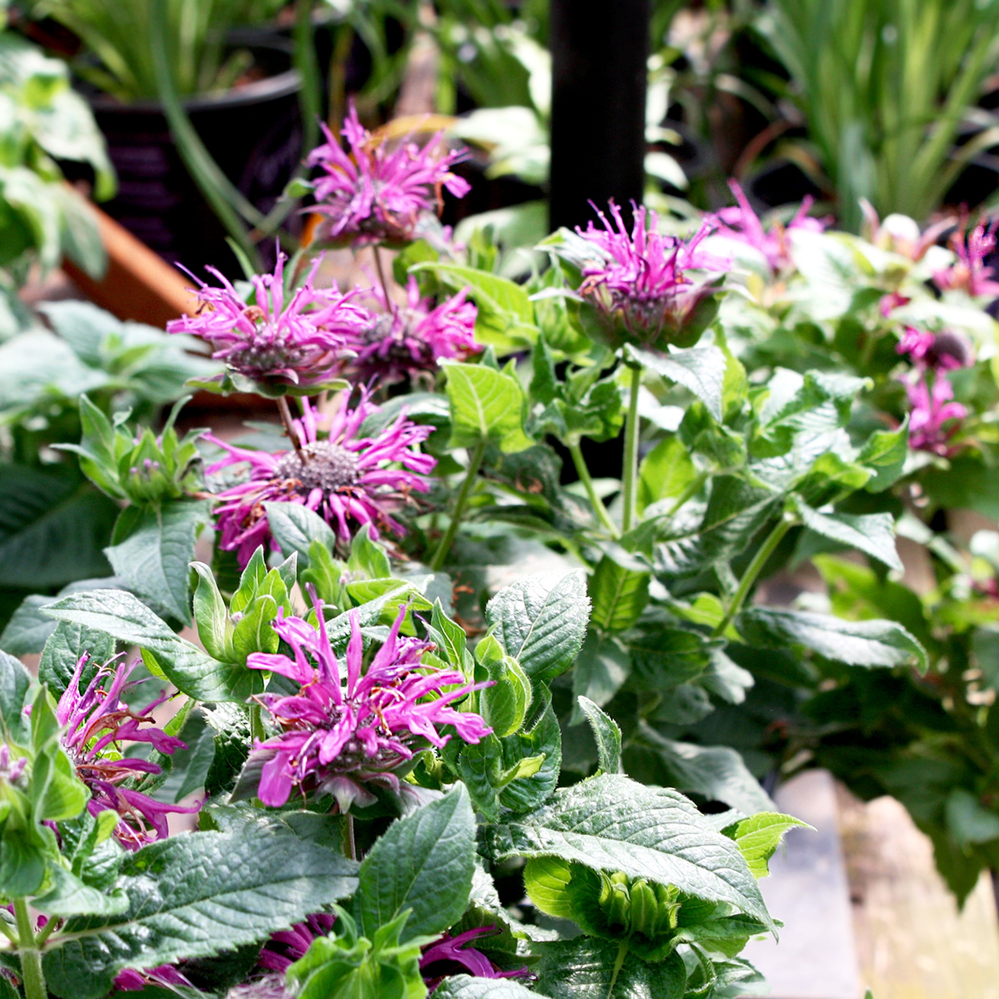 Als-gardencenter 'Bee-Mine Pink' Bee Balm (Monarda), 1 Gallon perennial