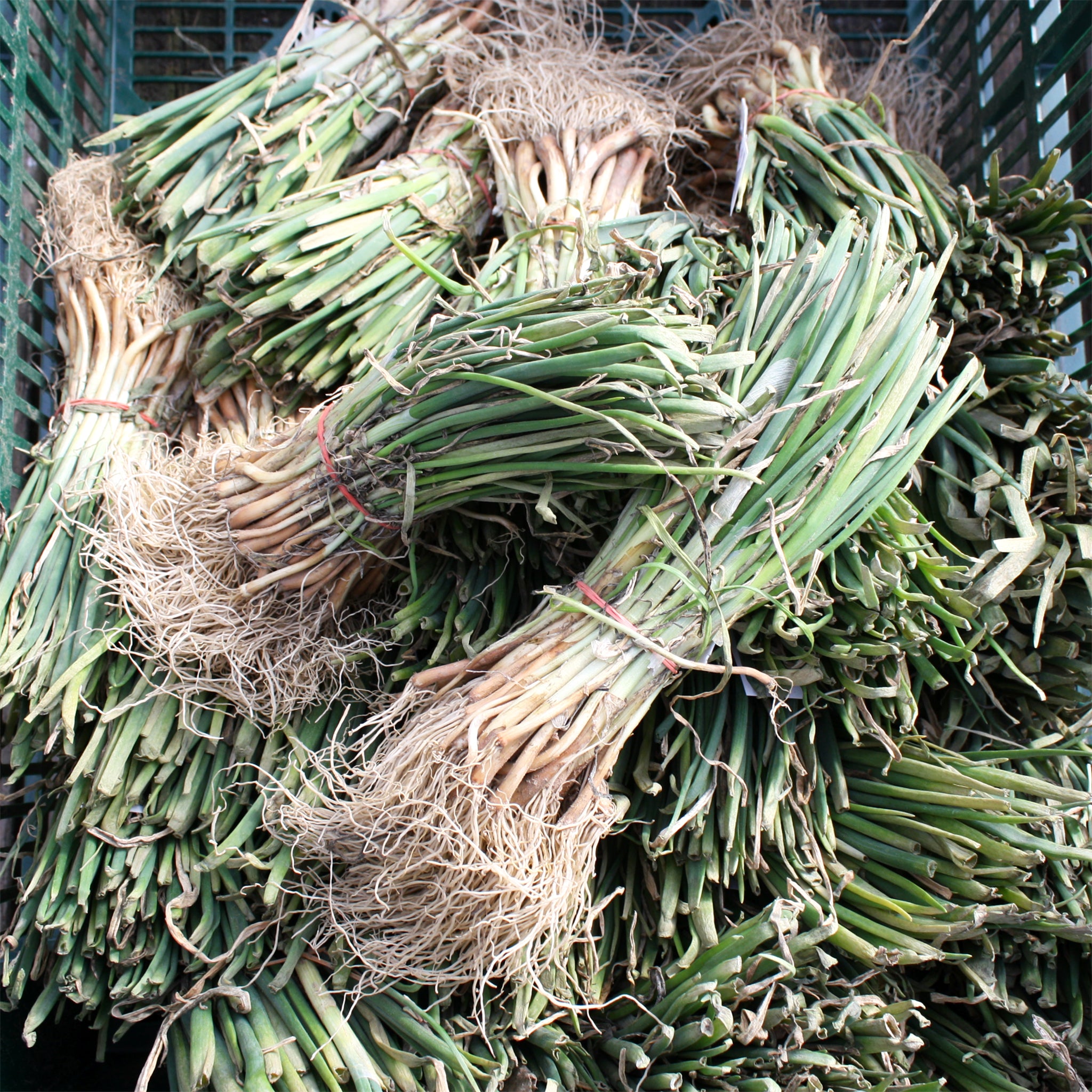 Walla Walla Sweet Onion Bunch Plants