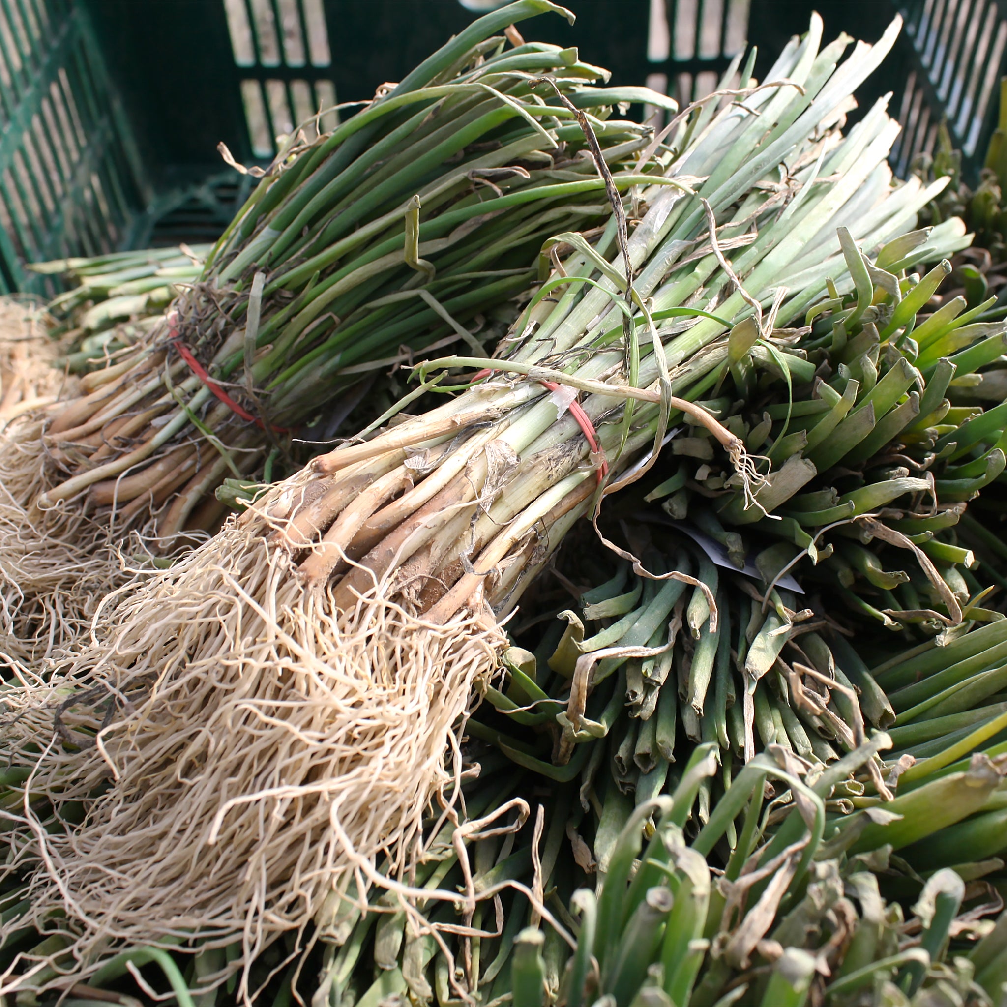 Walla Walla Sweet Onion Bunch Plants