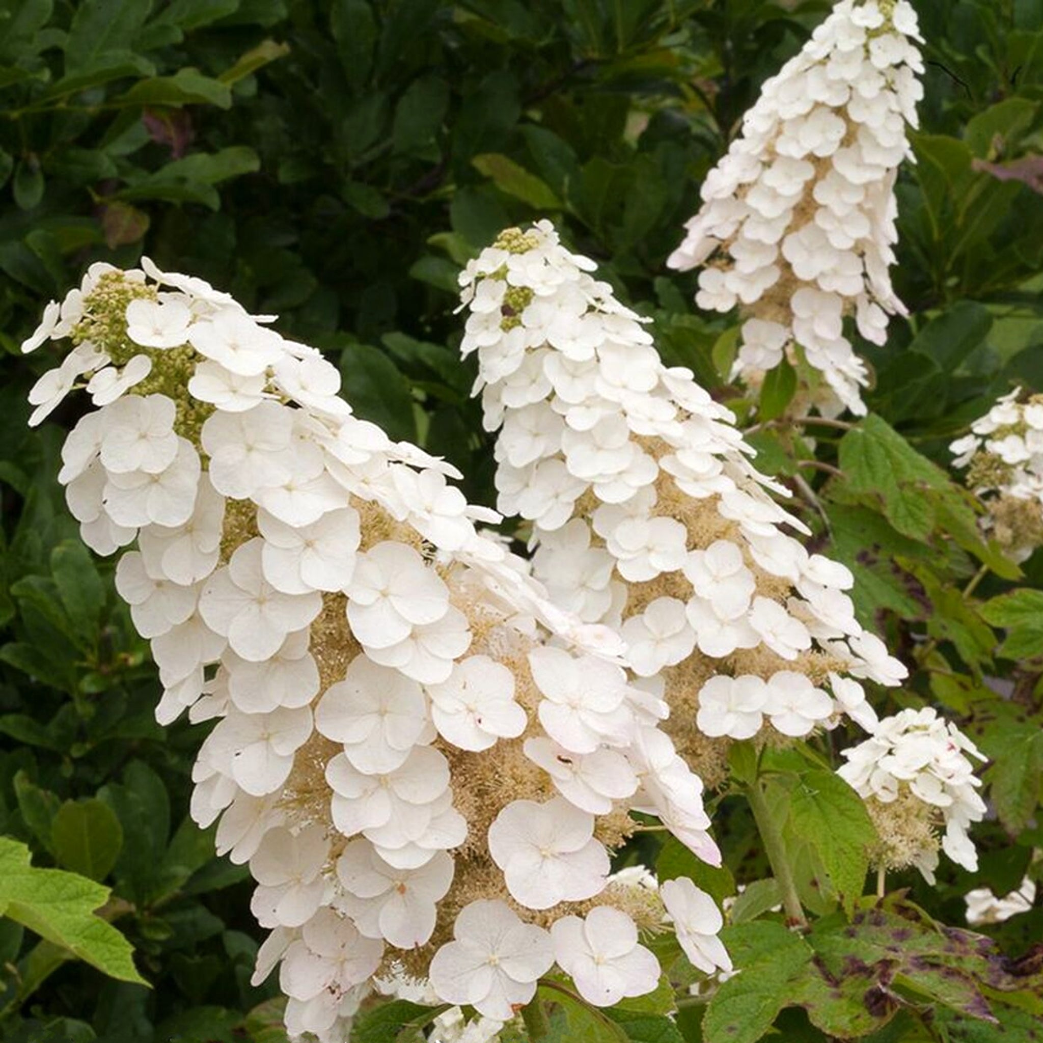 Als-gardencenter 'Gatsby's Gal' Oakleaf Hydrangea (Hydrangea quercifolia), 2 Gallon shrub
