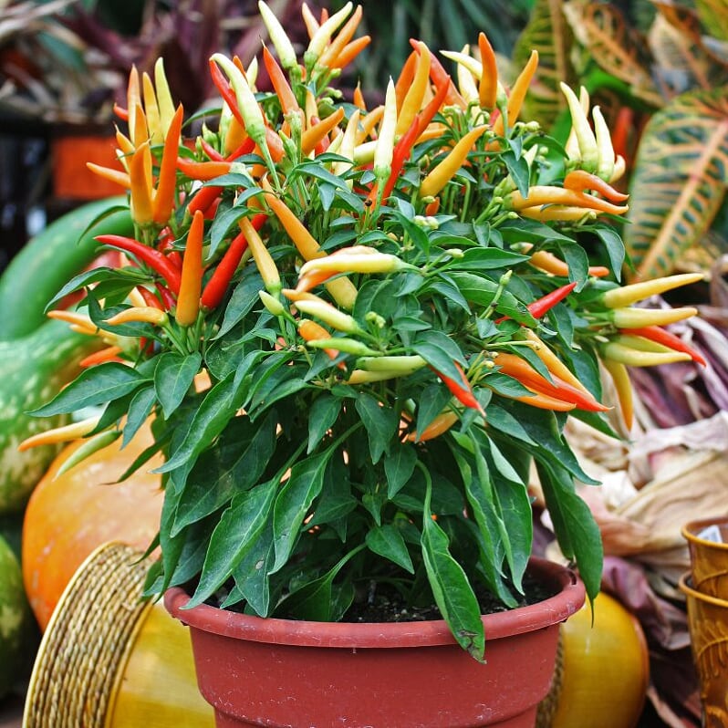 Als-gardencenter 'Masquerade' Ornamental Peppers (Capsicum annuum), 10 Inch annual