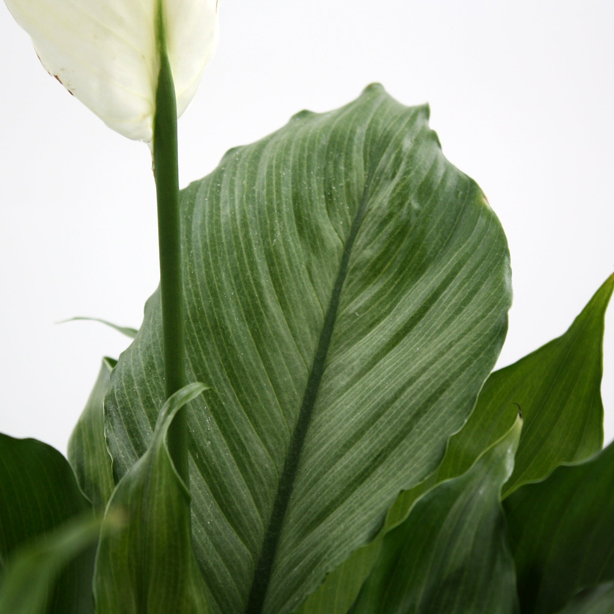 Als-gardencenter 'Platinum' Peace Lily (Spathiphyllum), 6 Inch houseplant