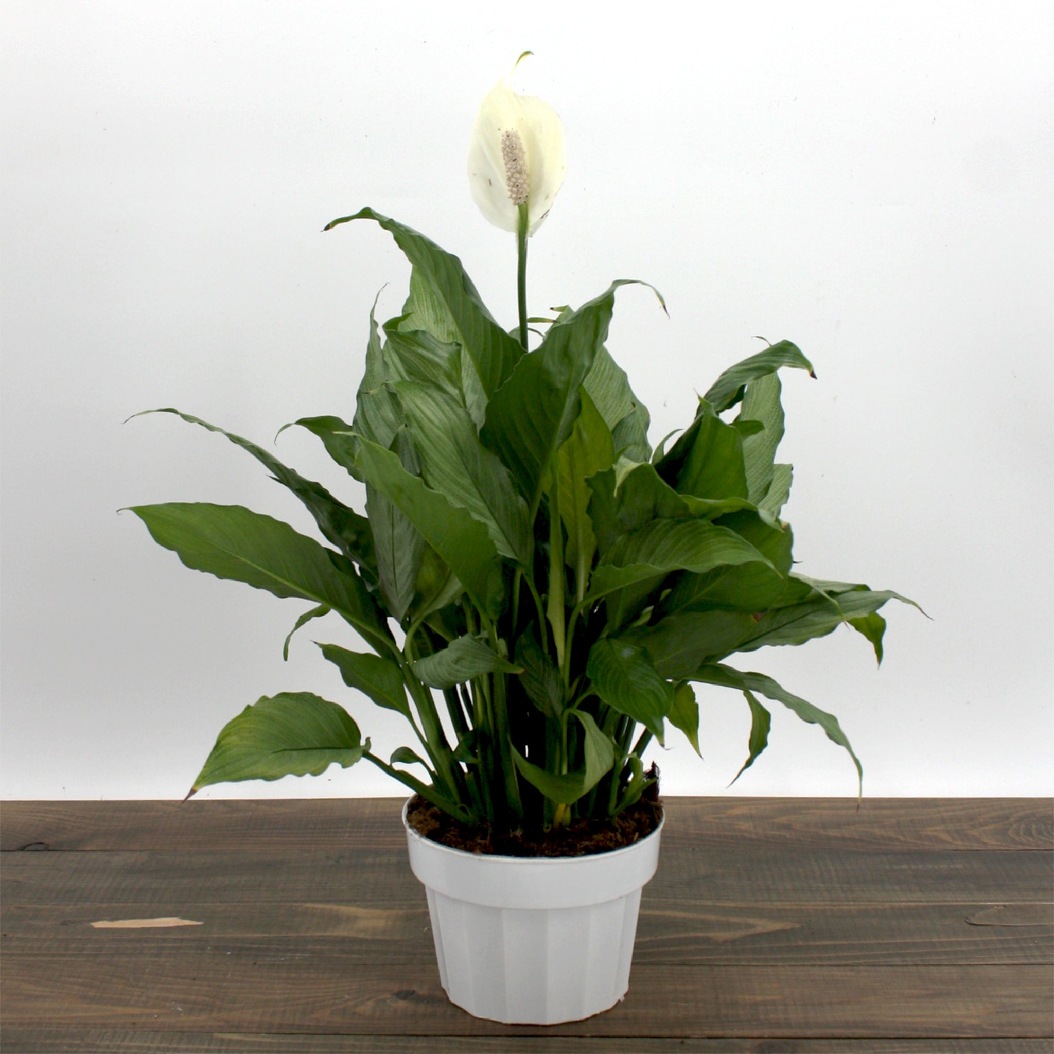 Als-gardencenter 'Platinum' Peace Lily (Spathiphyllum), 6 Inch houseplant