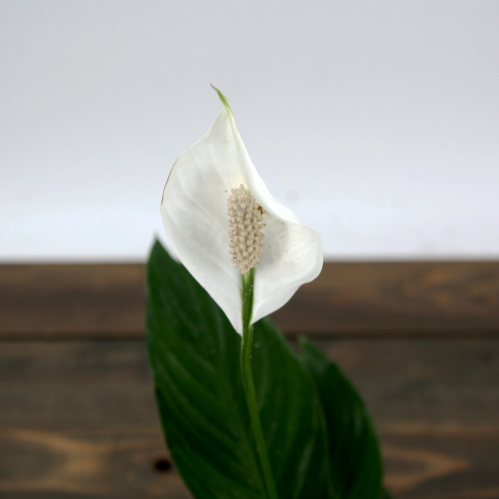 Als-gardencenter generic Peace Lily (Spathiphyllum), 4 Inch houseplant