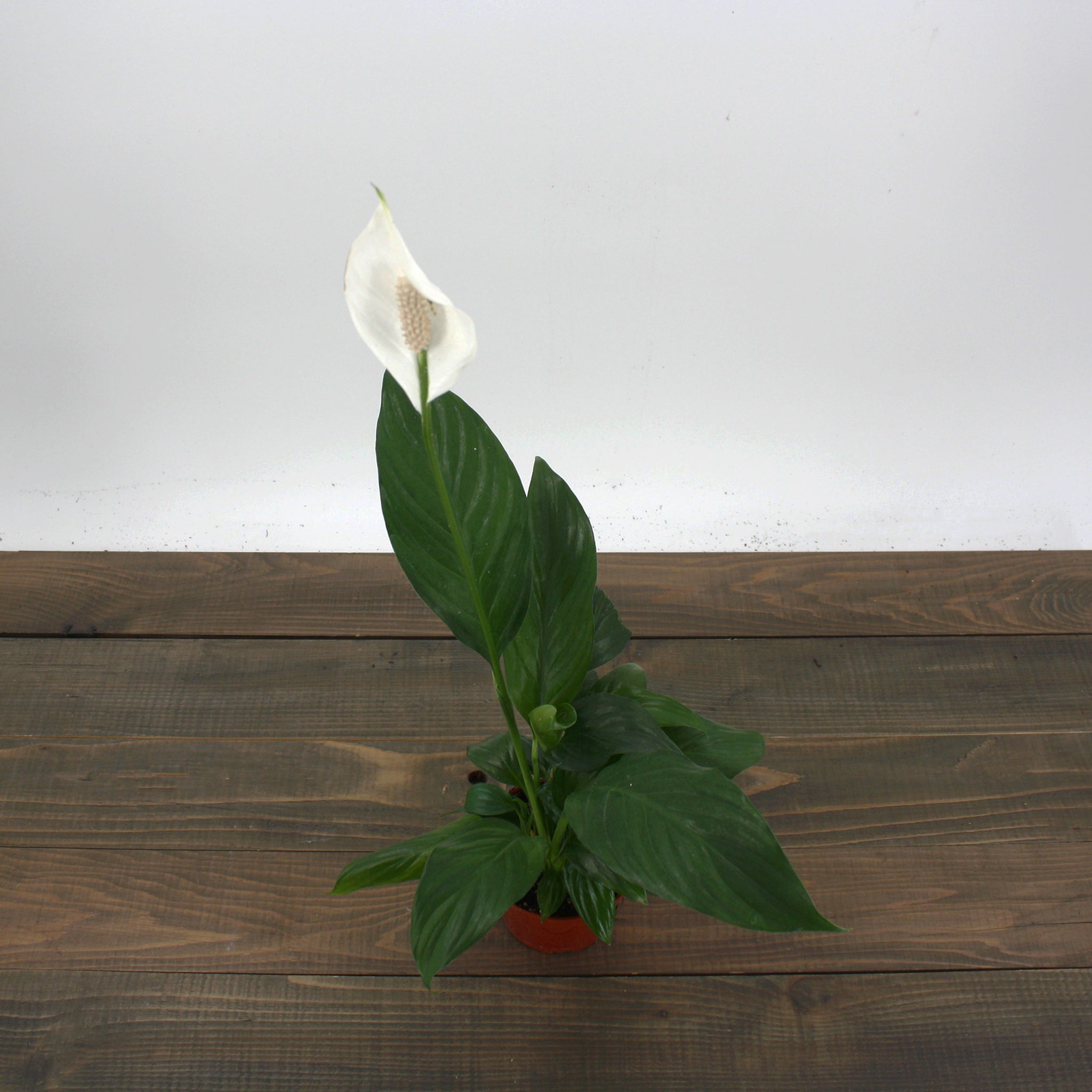 Als-gardencenter generic Peace Lily (Spathiphyllum), 4 Inch houseplant