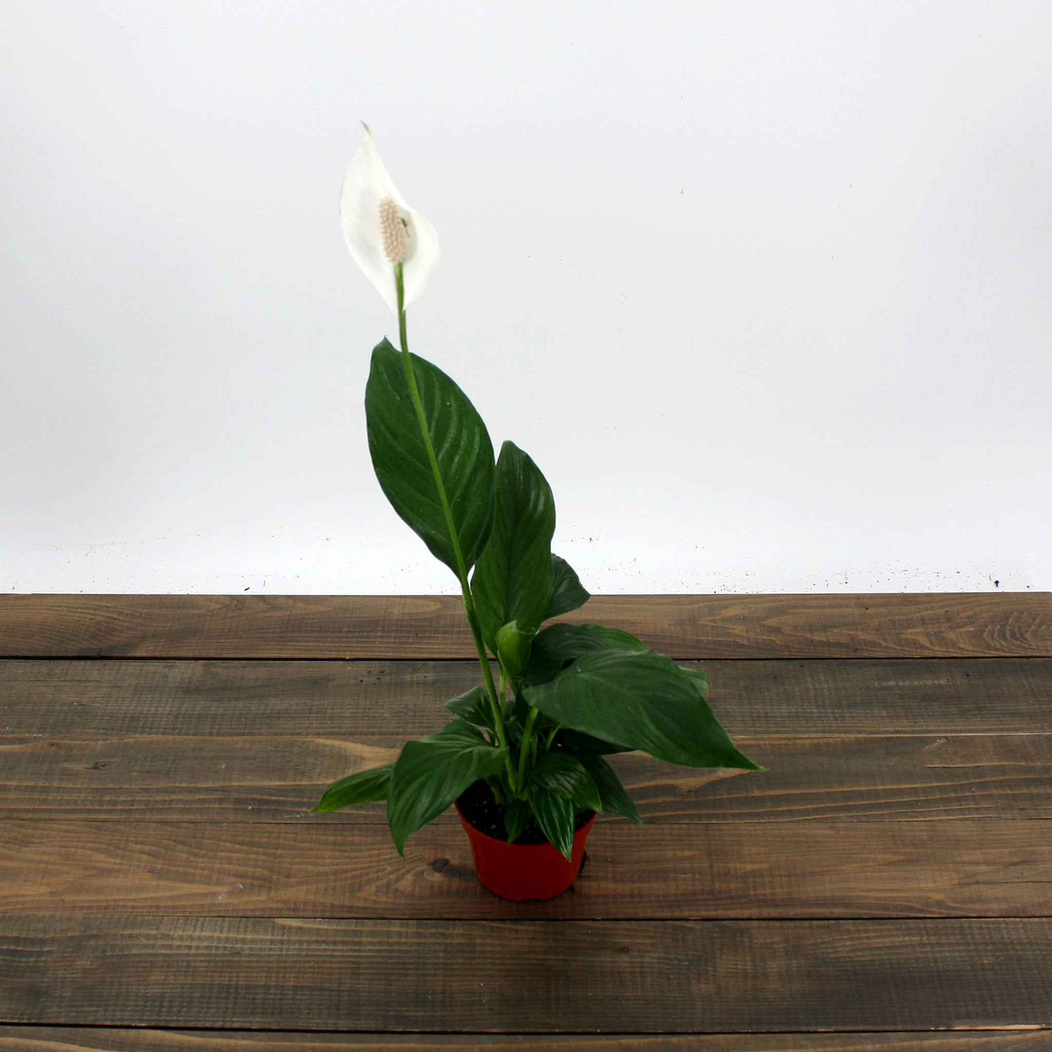 Als-gardencenter generic Peace Lily (Spathiphyllum), 4 Inch houseplant