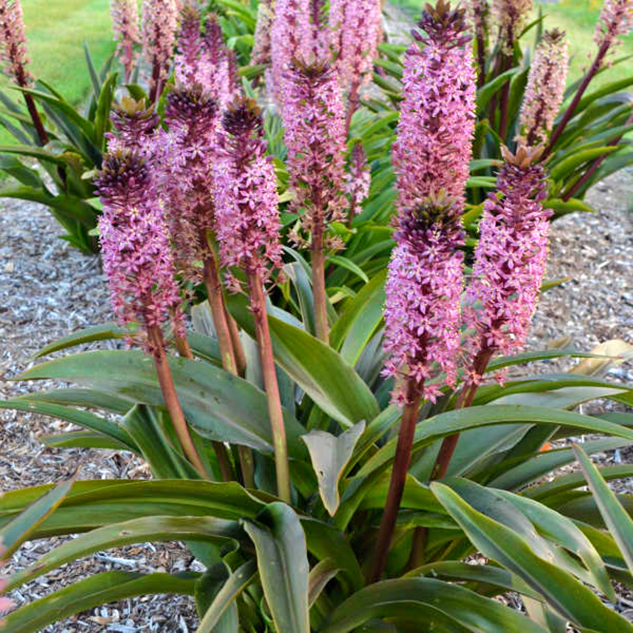 Als-gardencenter 'African Night' Pineapple Lily (Eucomis), 1 Gallon 