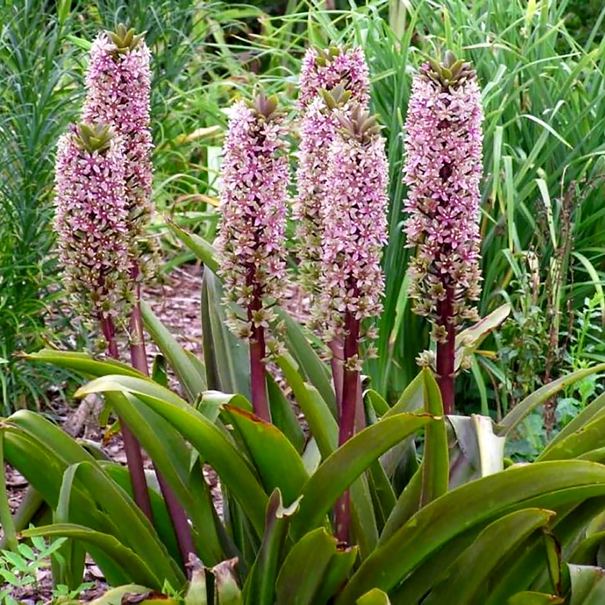 Als-gardencenter 'Dark Burgundy' Pineapple Lily (Eucomis), 1 Gallon 