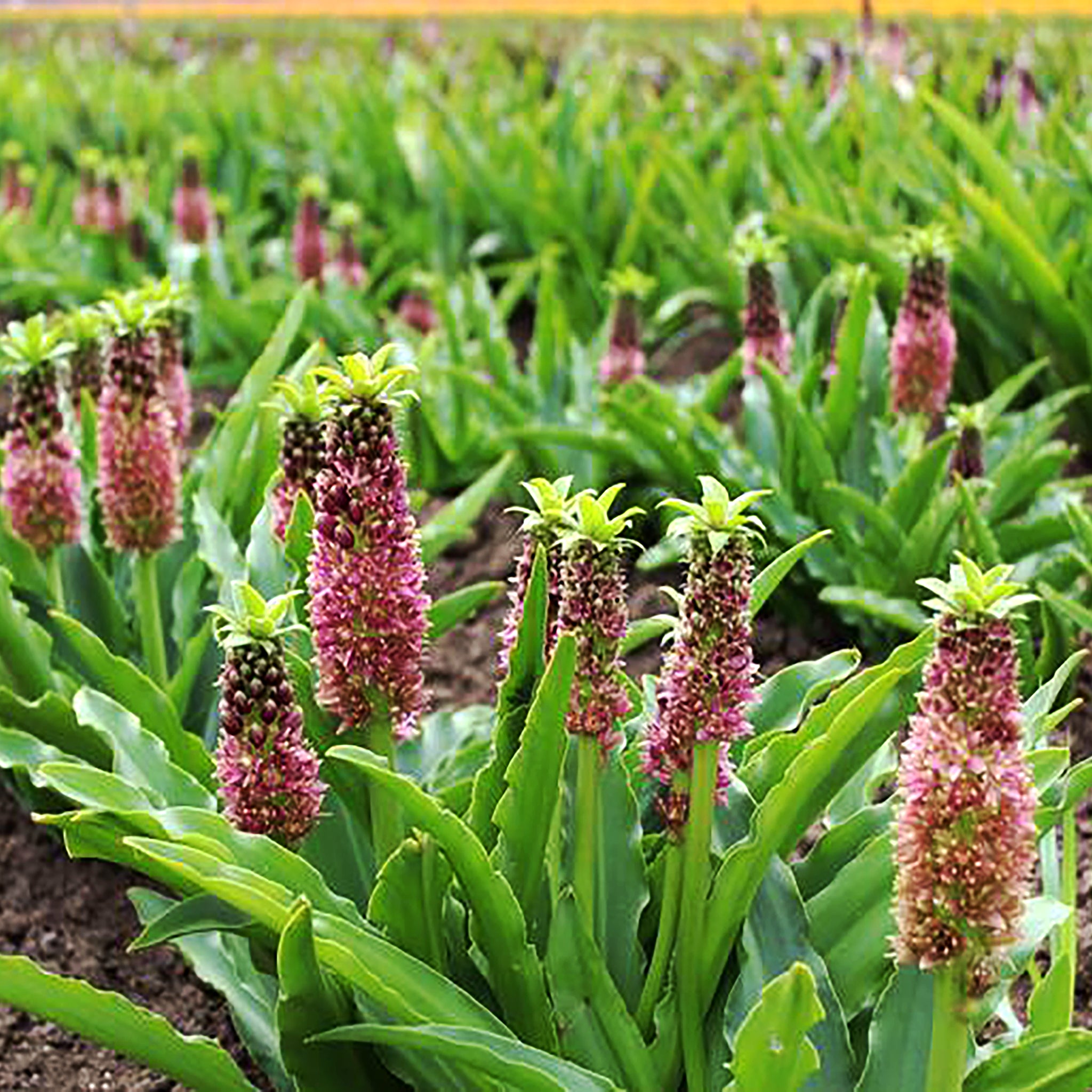 Als-gardencenter 'Klein Apple Candy' Pineapple Lily (Eucomis), 1 Gallon 