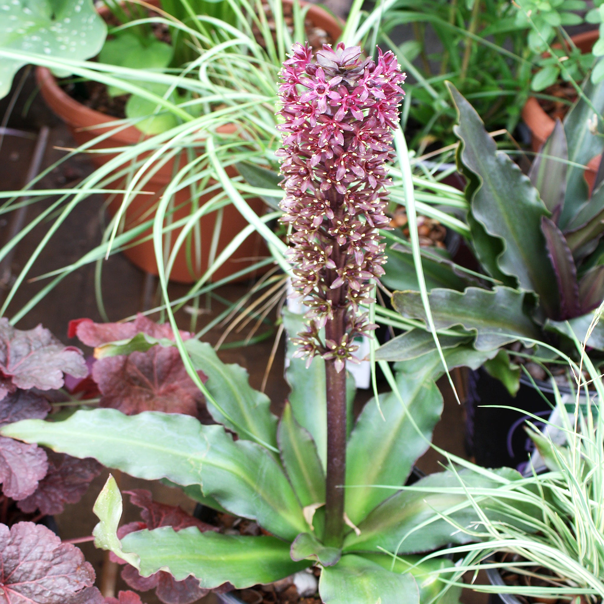 Als-gardencenter 'Klein Chocolate' Pineapple Lily (Eucomis), 1 Gallon 