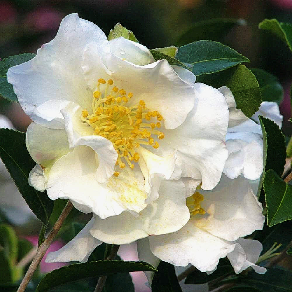Als-gardencenter 'Yuletide' Camellia, 1 Gallon shrub