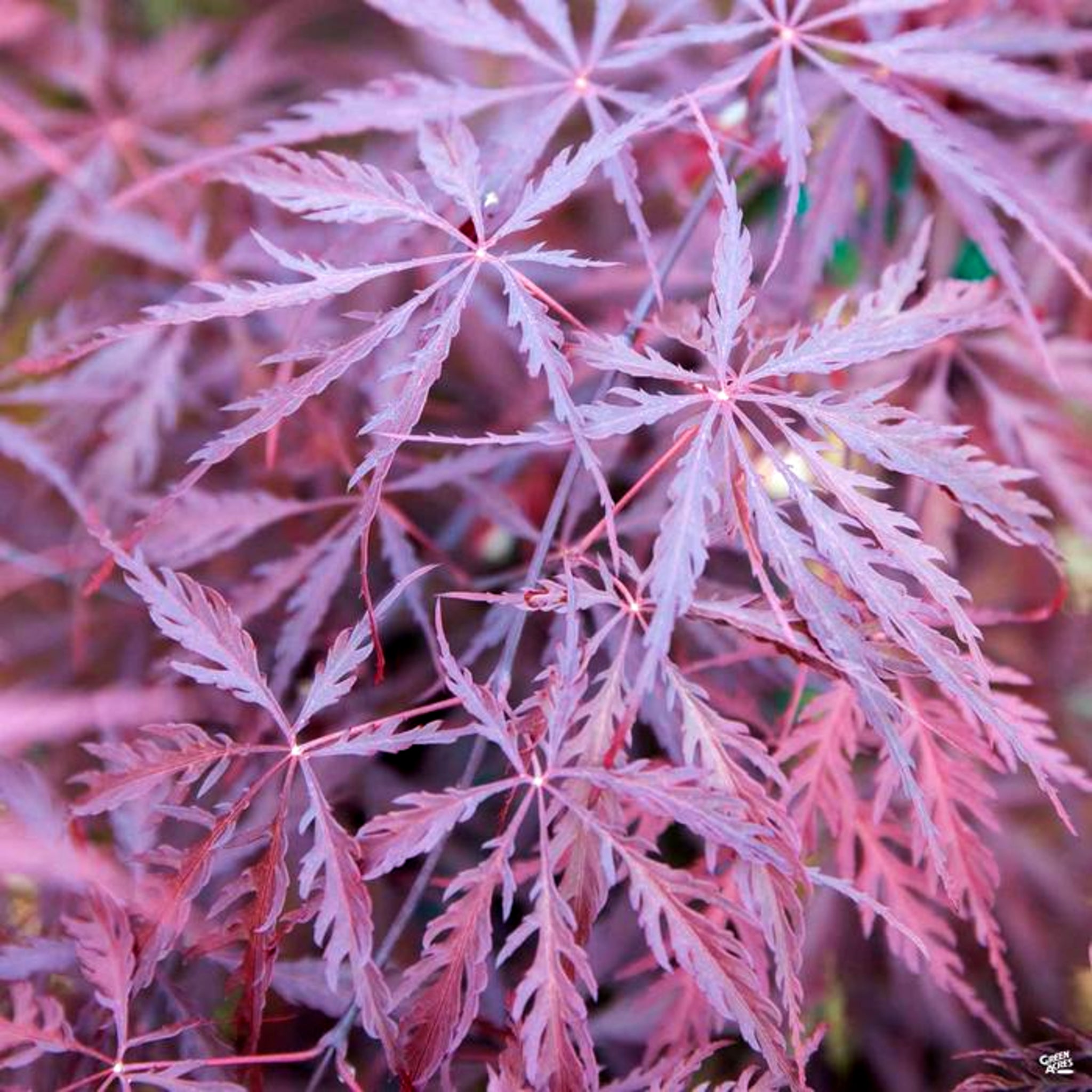 Als-gardencenter 'Tamukeyama' Laceleaf Japanese Maple (Acer palmatum dissectum), 7 Gallon tree