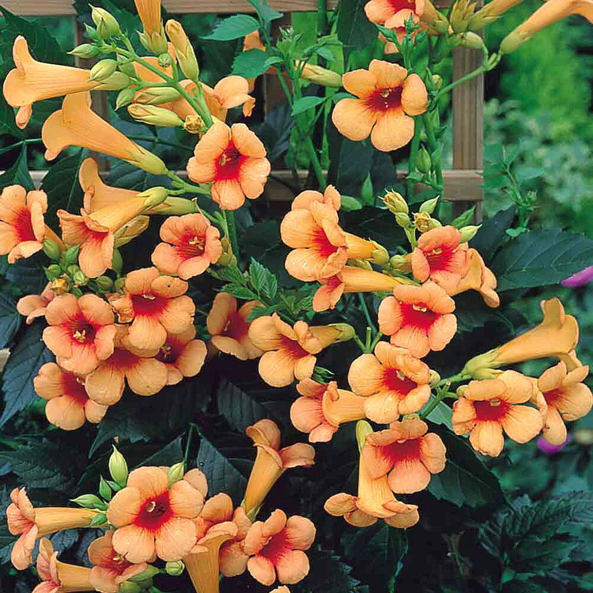 Als-gardencenter 'Indian Summer' Trumpet Vine (Campsis), 1 Gallon vine