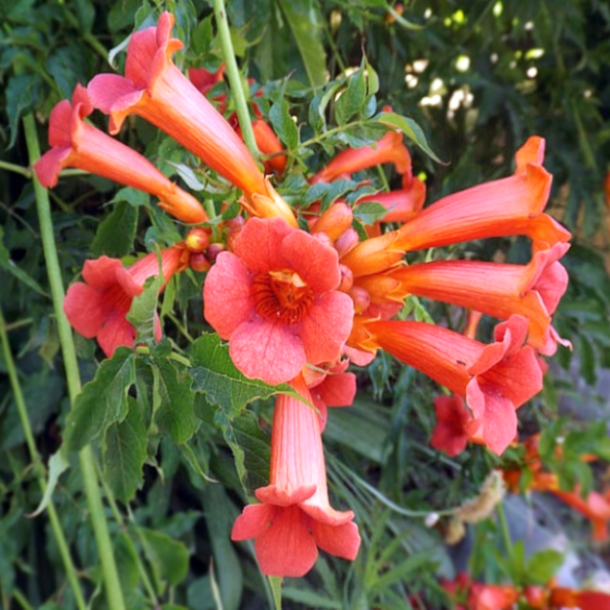 Als-gardencenter 'Madam Galen' Trumpet Vine (Campsis), 1 Gallon Staked vine