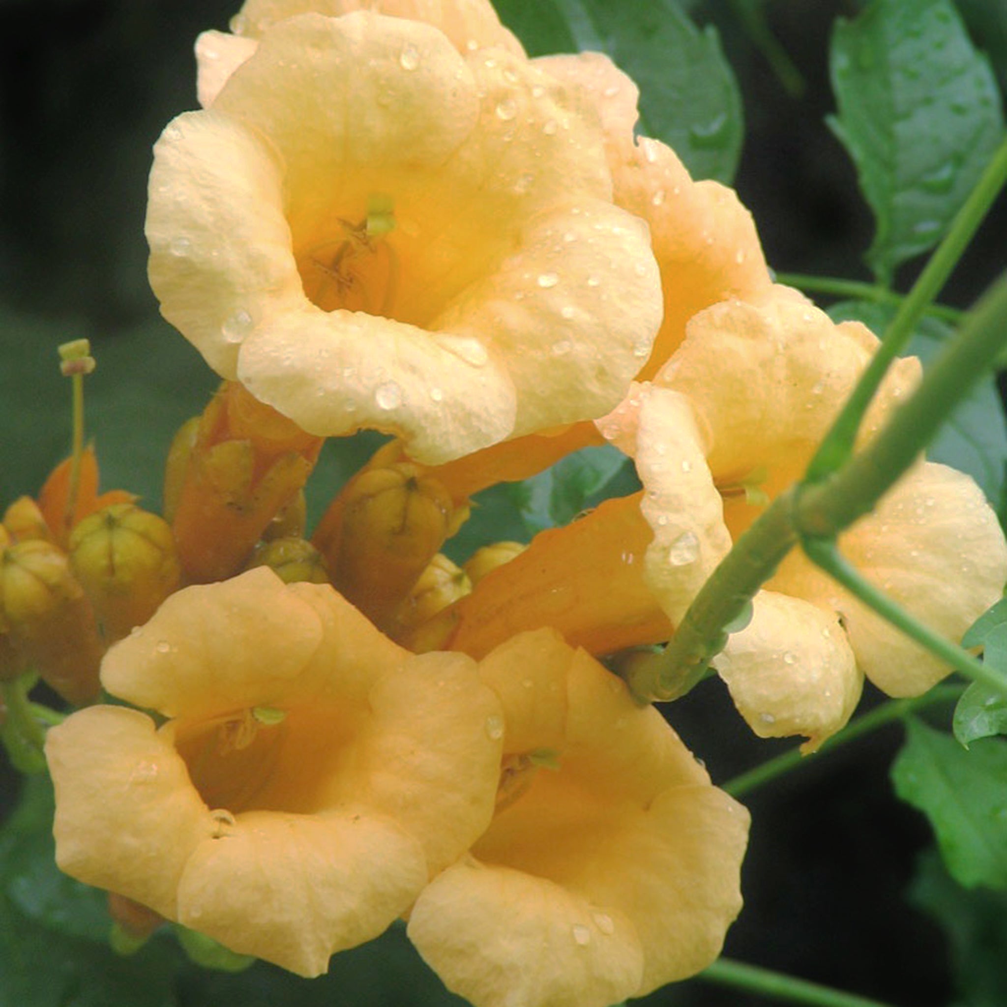 Als-gardencenter 'Flava' Trumpet Vine (Campsis), 1 Gallon vine