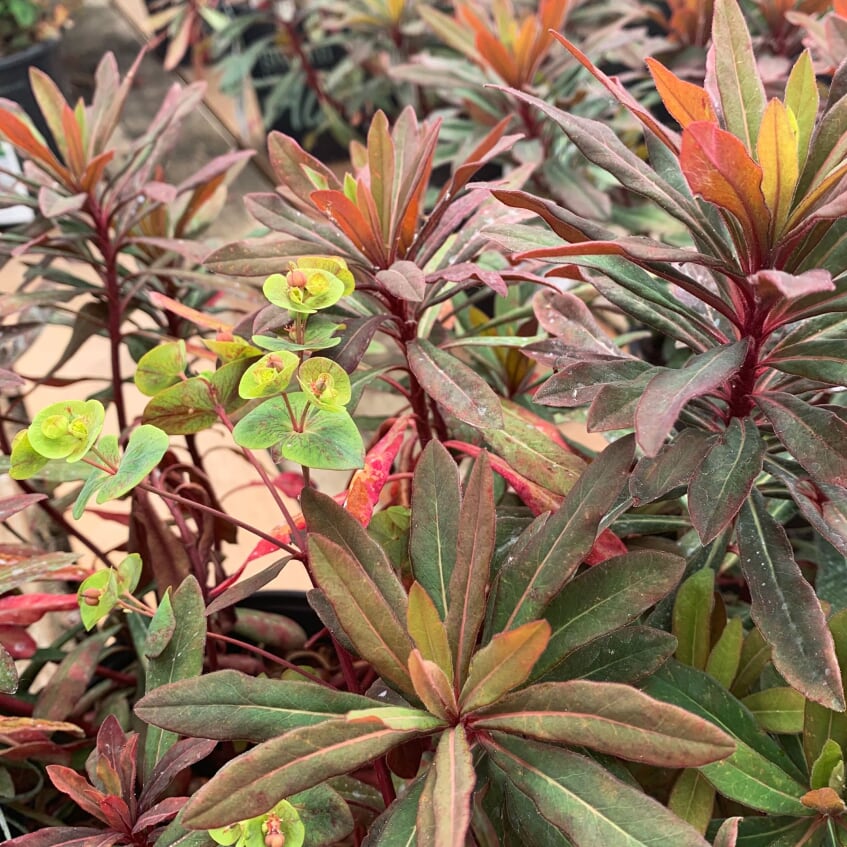 Als-gardencenter 'Ascot Rainbow' Euphorbia, 5 Inch perennial