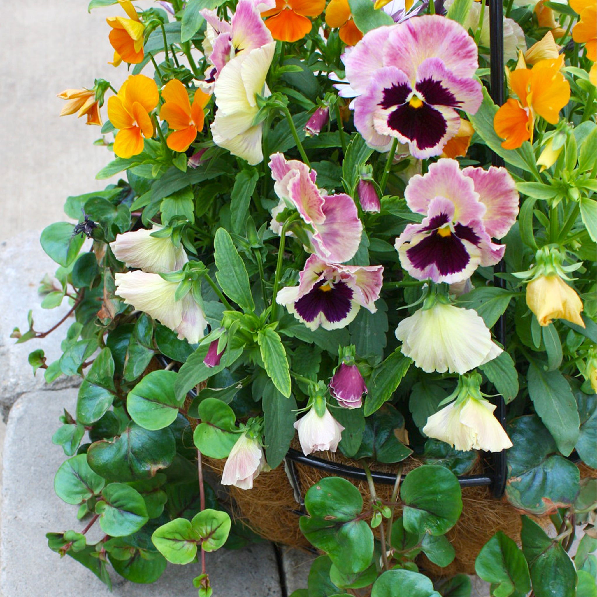 Als-gardencenter 'Fall Mix' Fall Baskets Grown By Al's, 10 Inch Hanging Basket annual