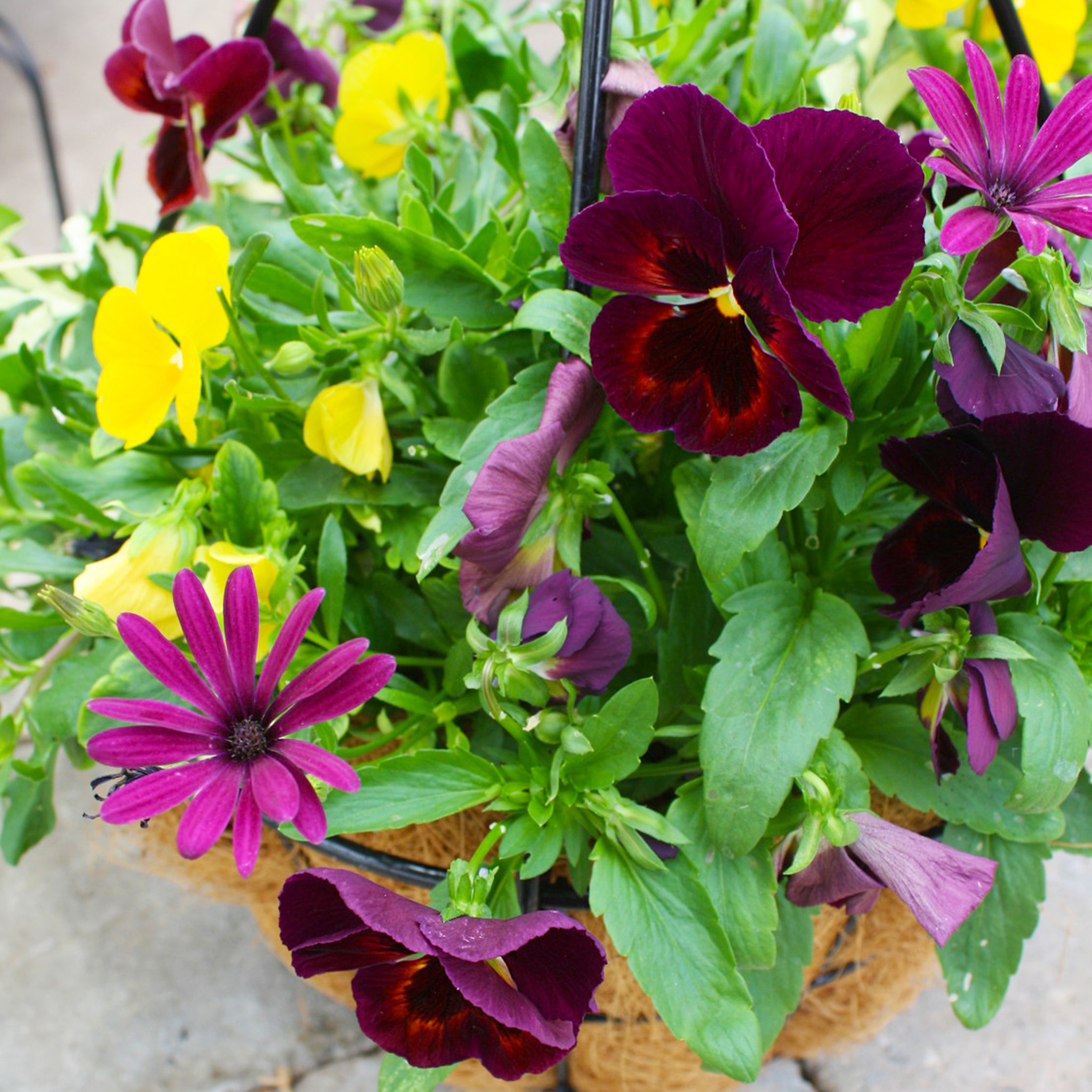 Als-gardencenter 'Fall Mix' Fall Baskets Grown By Al's, 10 Inch Hanging Basket annual