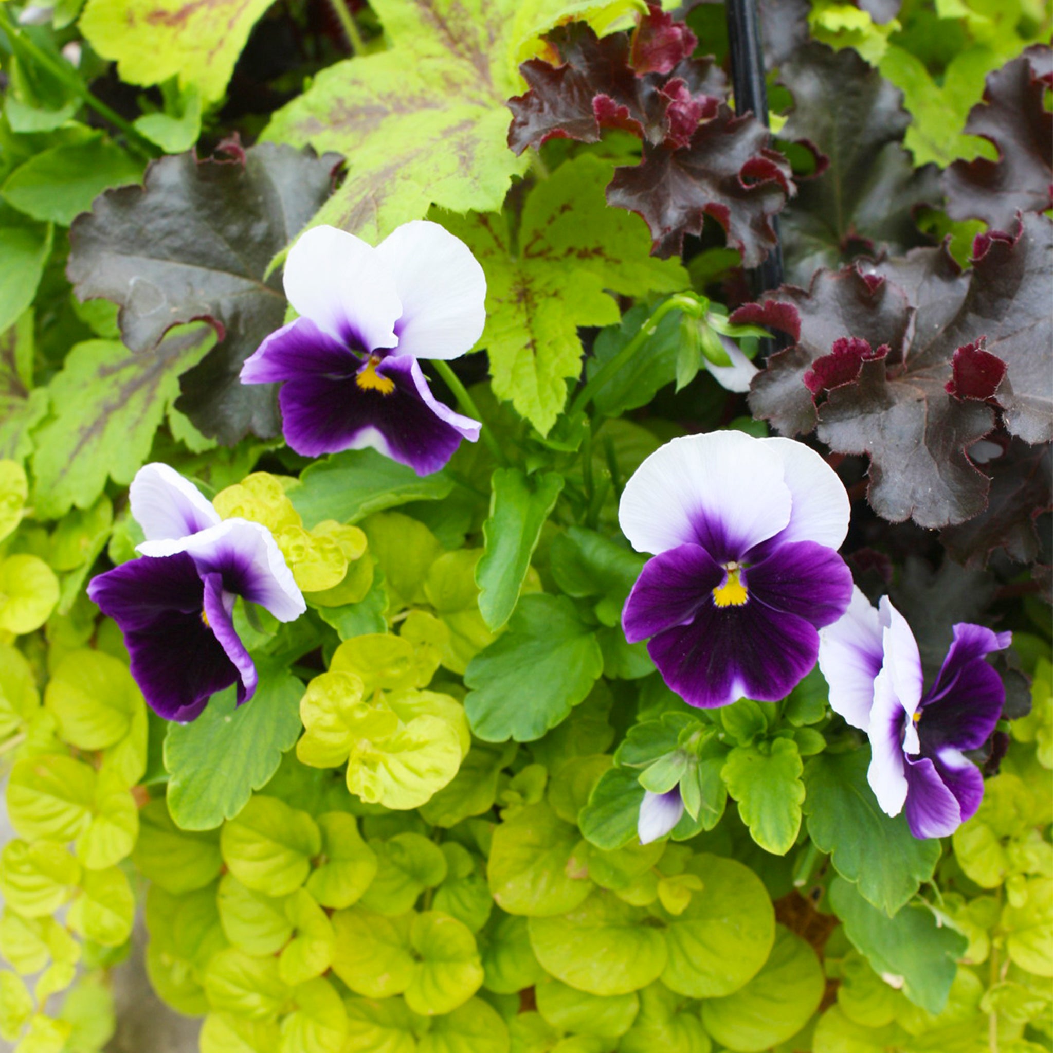 Als-gardencenter 'Fall Mix' Fall Baskets Grown By Al's, 10 Inch Hanging Basket annual