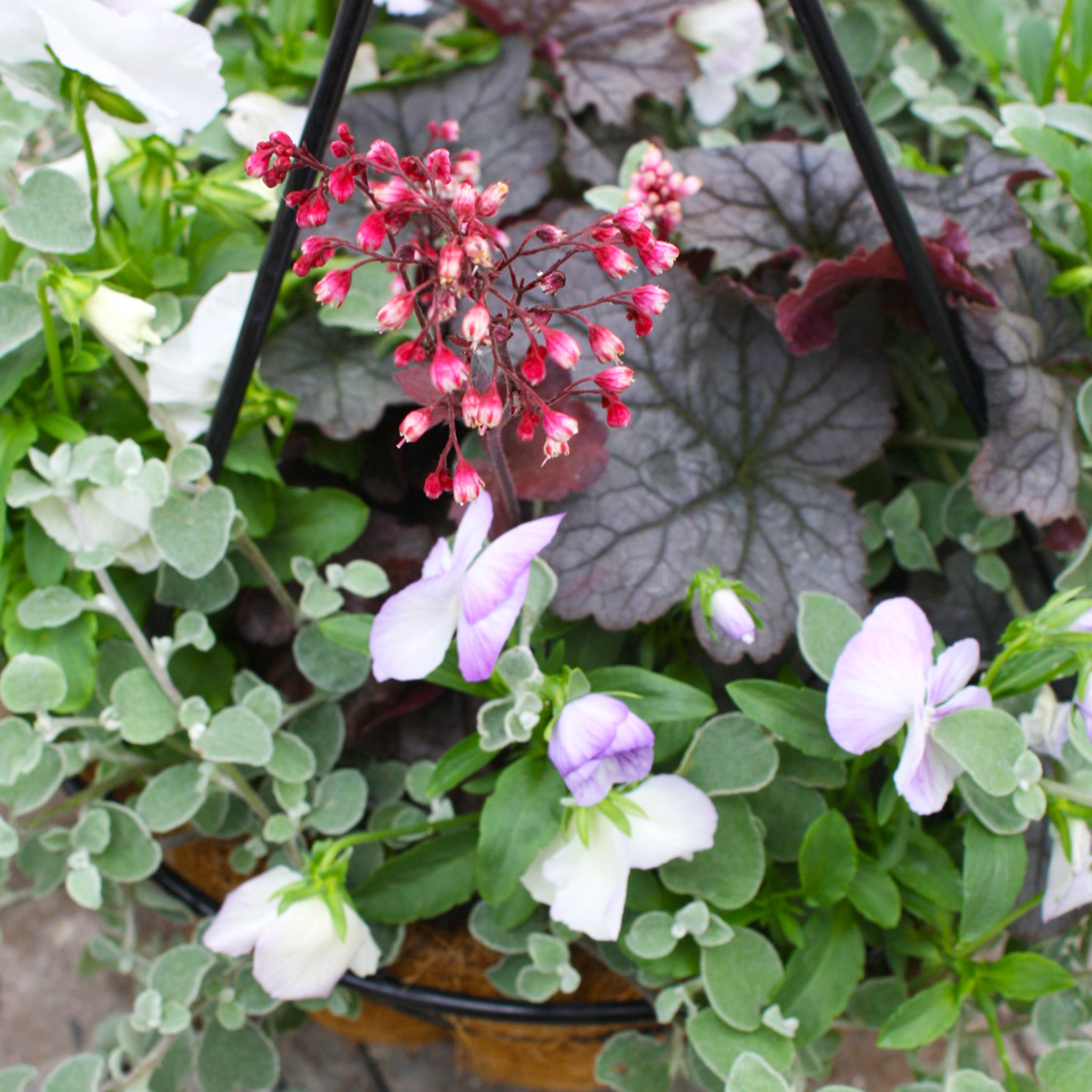Als-gardencenter 'Fall Mix' Fall Baskets Grown By Al's, 10 Inch Hanging Basket annual