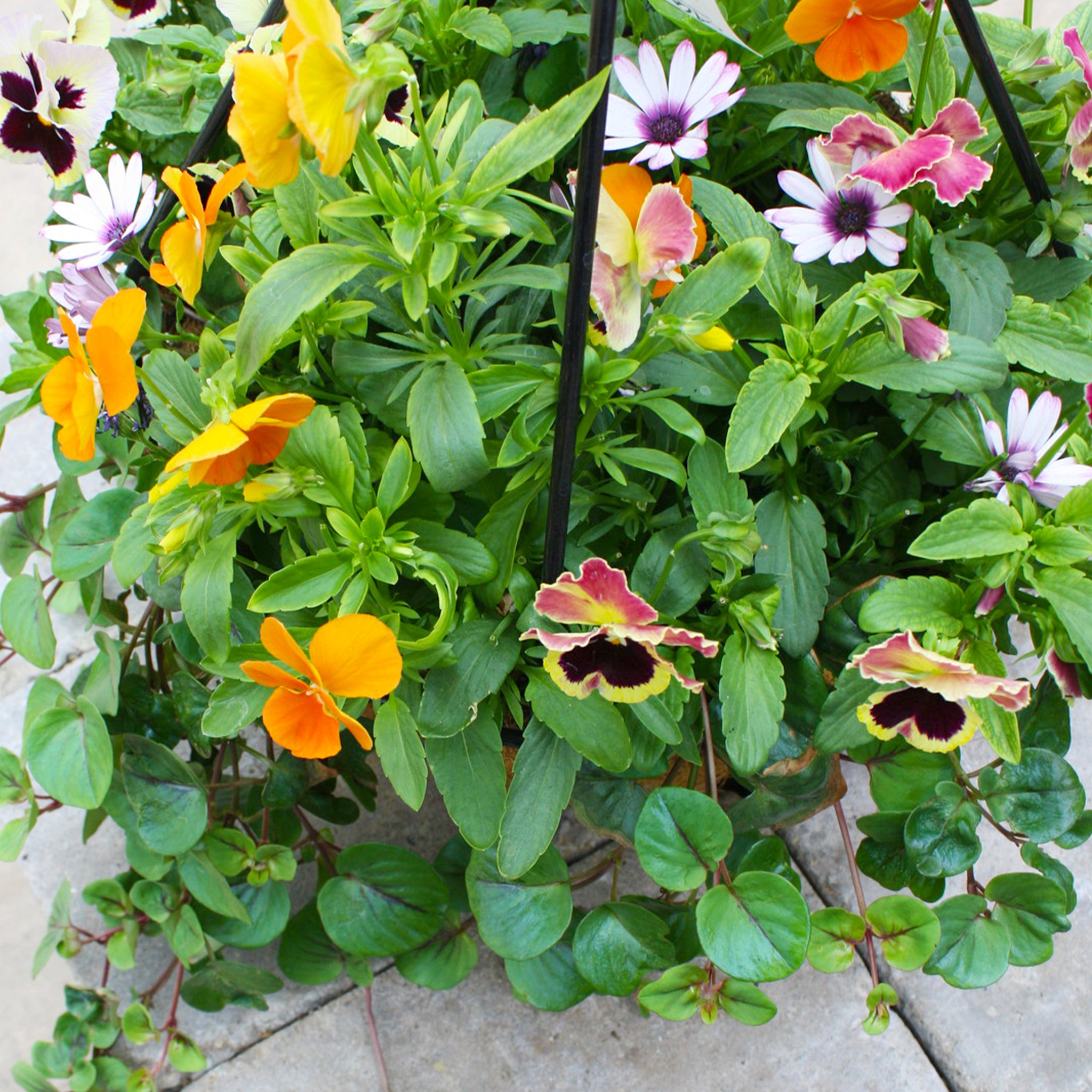 Als-gardencenter 'Fall Mix' Fall Baskets Grown By Al's, 10 Inch Hanging Basket annual