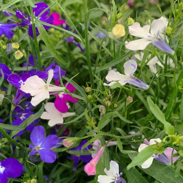 Als-gardencenter 'Trailing Mix' Lobelia, 3-Pack annual