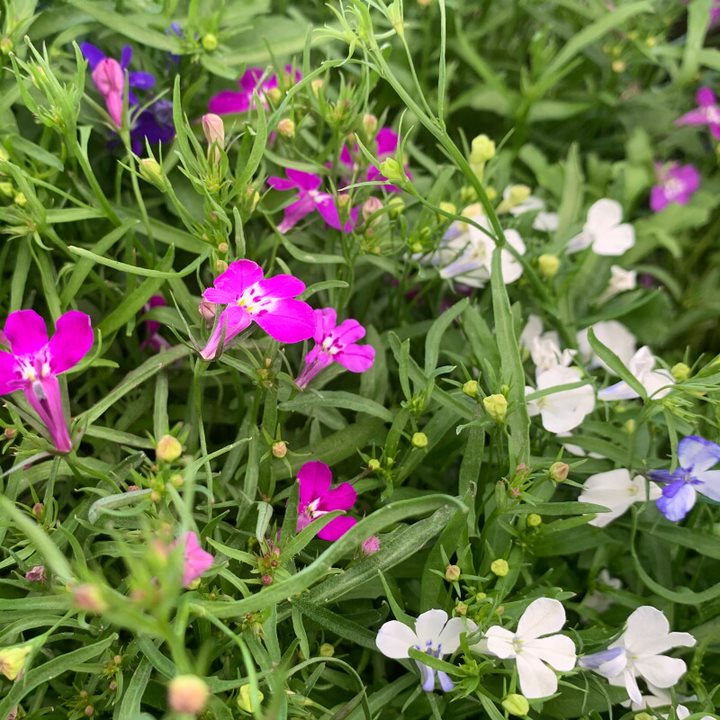 Als-gardencenter 'Trailing Mix' Lobelia, 3-Pack annual