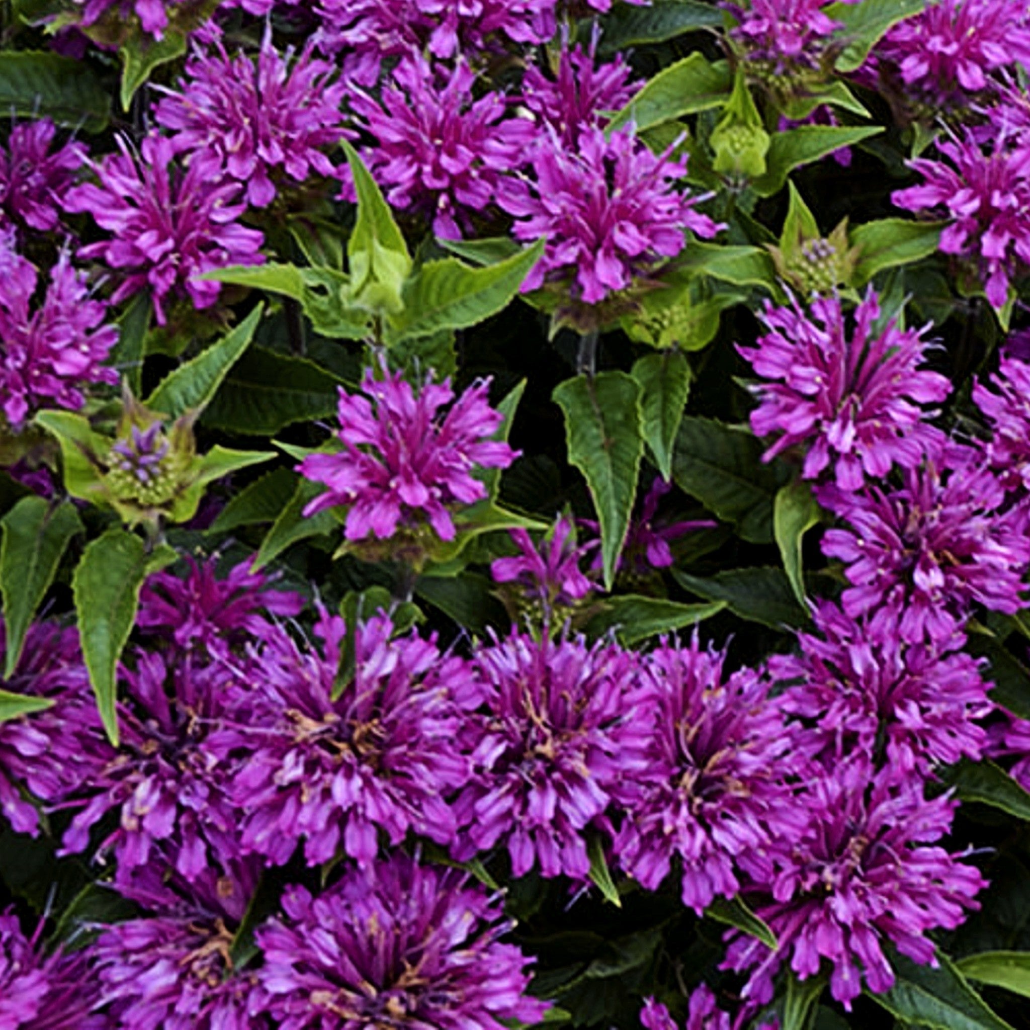 Als-gardencenter 'Sugar Buzz Cherry Pops' Bee Balm (Monarda), 1 Gallon perennial